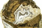 Petrified Wood Limb Round with Chalcedony - Indonesia #271374-1